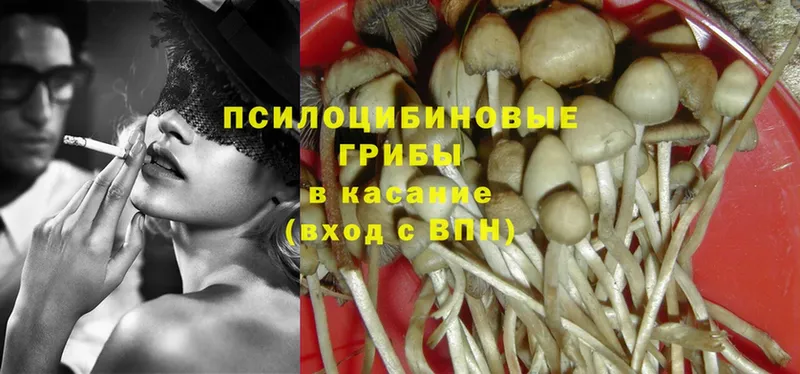 купить наркоту  Коломна  Псилоцибиновые грибы Psilocybine cubensis 